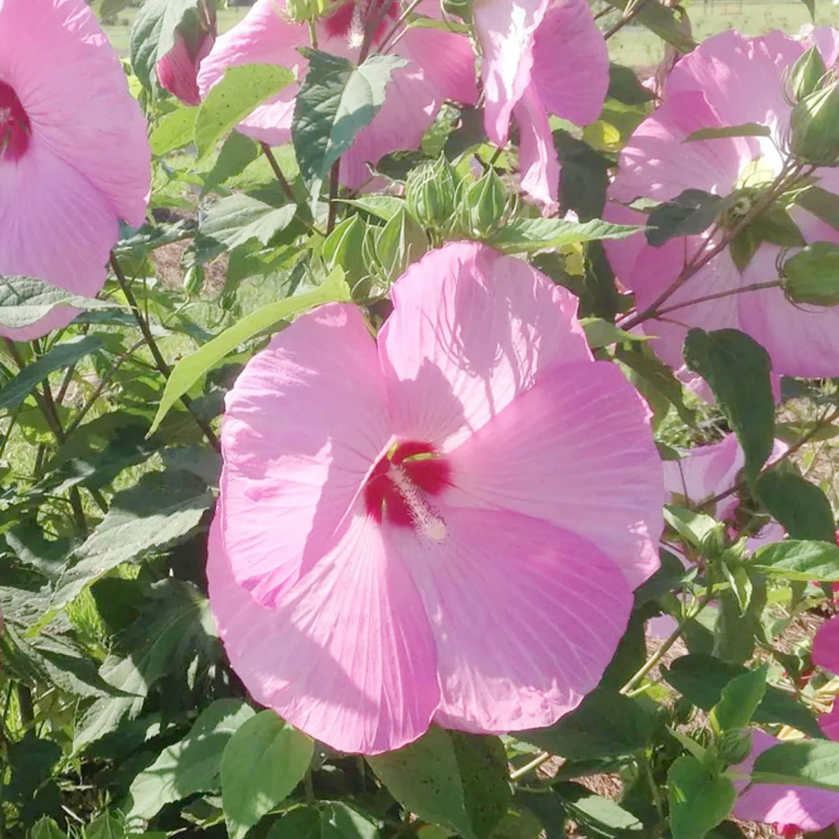 Pink Dinner Plate Hibiscus Seeds - Heirloom Flower Garden Seeds for Growing