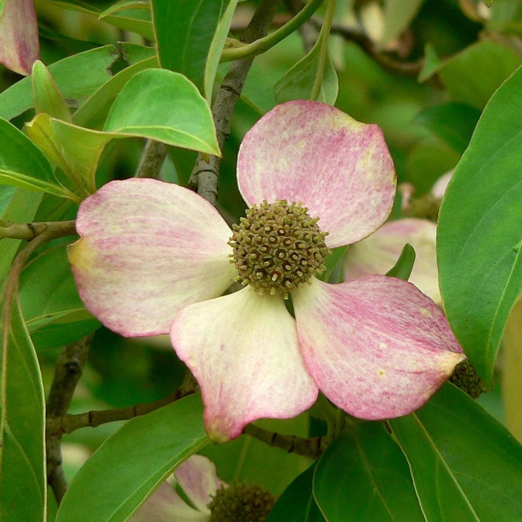 Pink Dogwood Seeds - Heirloom Flower Garden Seeds for Growing