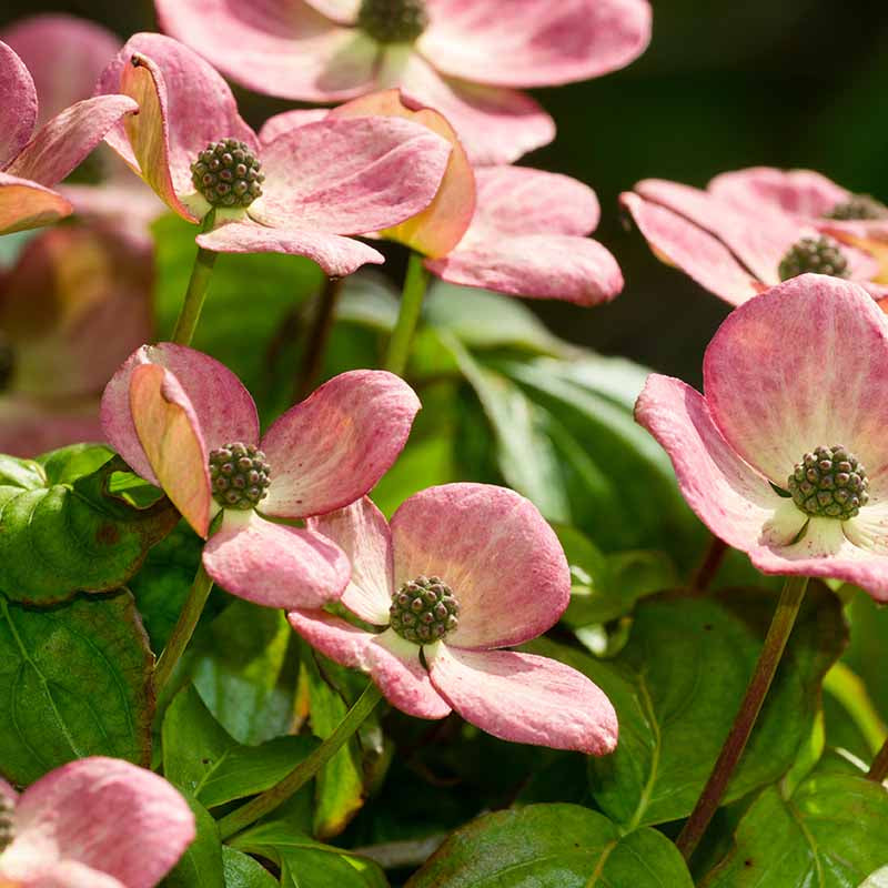 Pink Dogwood Seeds - Heirloom Flower Garden Seeds for Growing