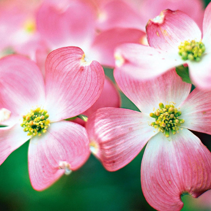Pink Dogwood Seeds - Heirloom Flower Garden Seeds for Growing