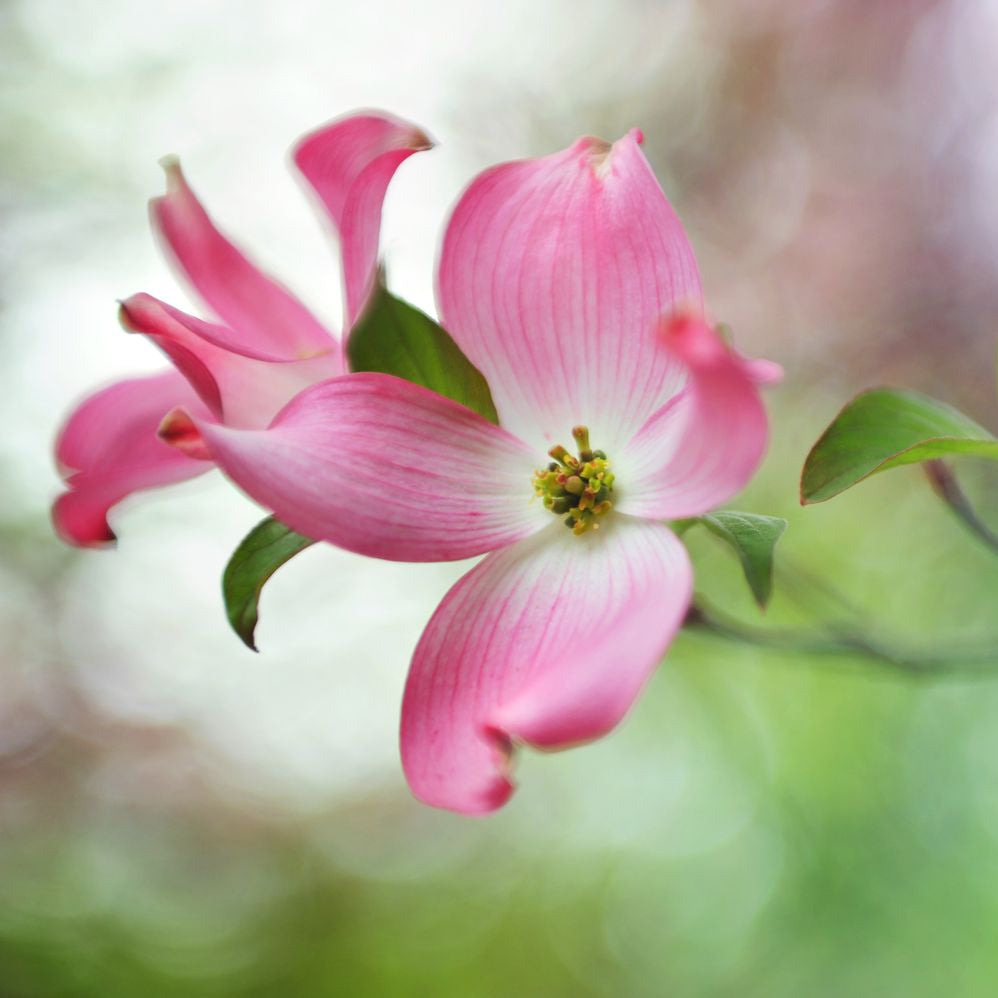 Pink Dogwood Seeds - Heirloom Flower Garden Seeds for Growing