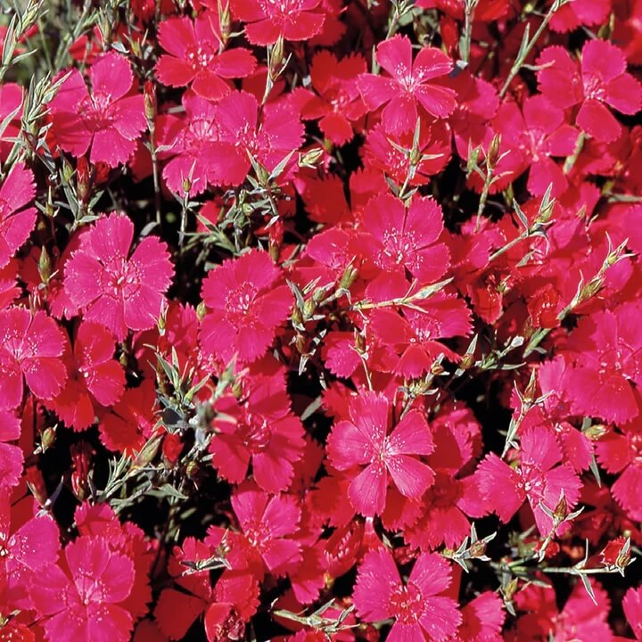 Pink Fringed Dianthus Seeds - Heirloom Flower Garden Seeds for Growing