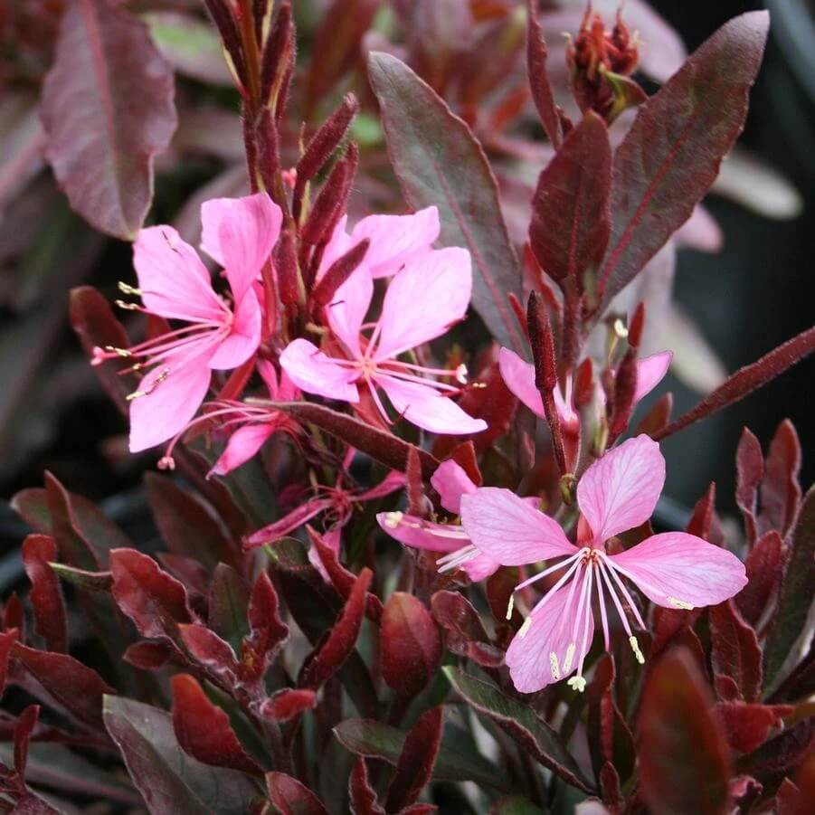 Pink Gaura Seeds - Heirloom Flower Garden Seeds for Growing