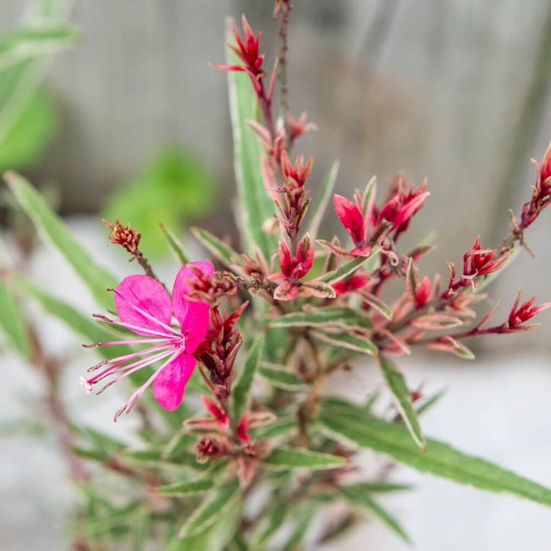 Pink Gaura Seeds - Heirloom Flower Garden Seeds for Growing