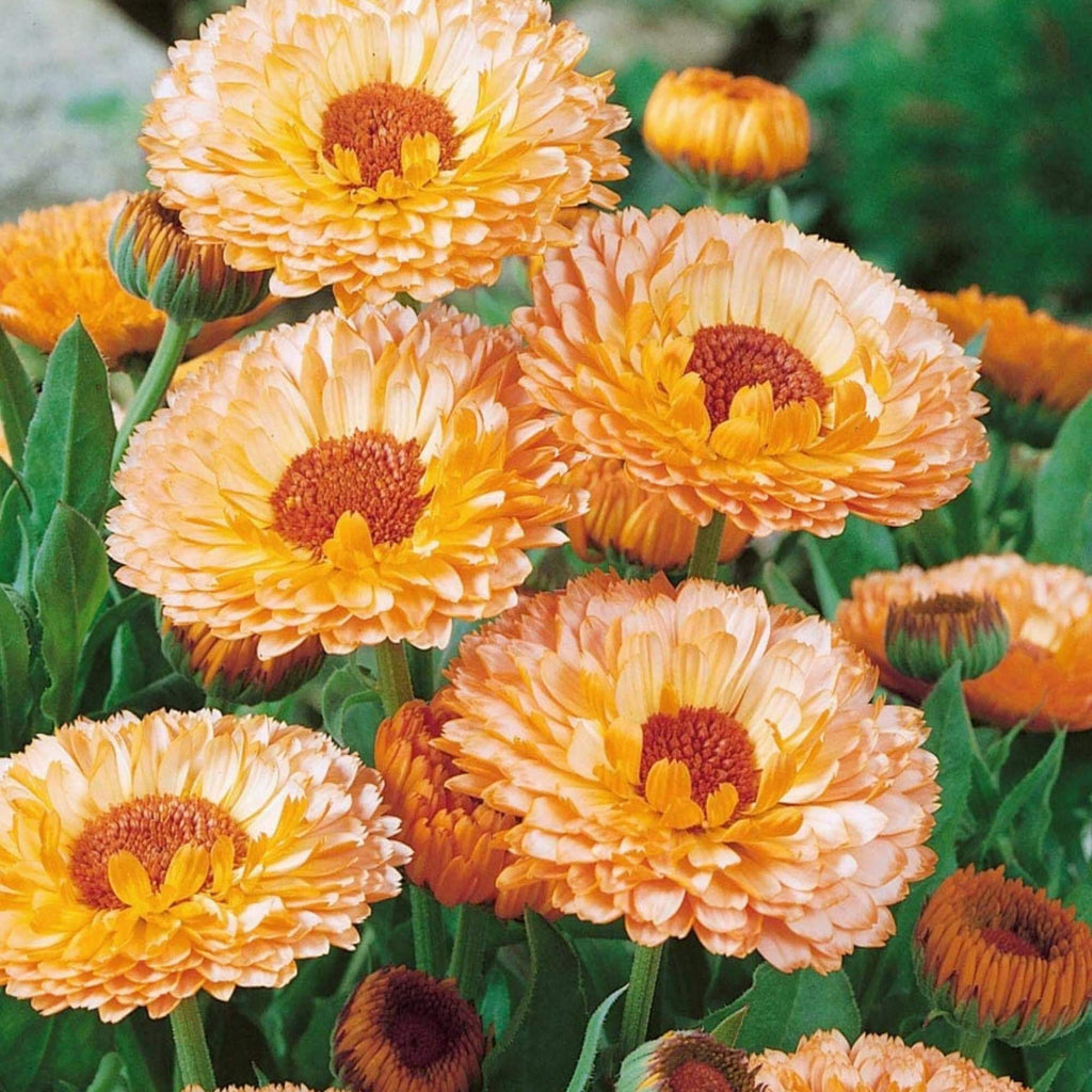 Pink Heirloom Calendula Seeds - Heirloom Flower Garden Seeds for Growing