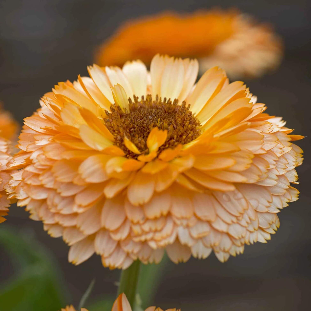 Pink Heirloom Calendula Seeds - Heirloom Flower Garden Seeds for Growing