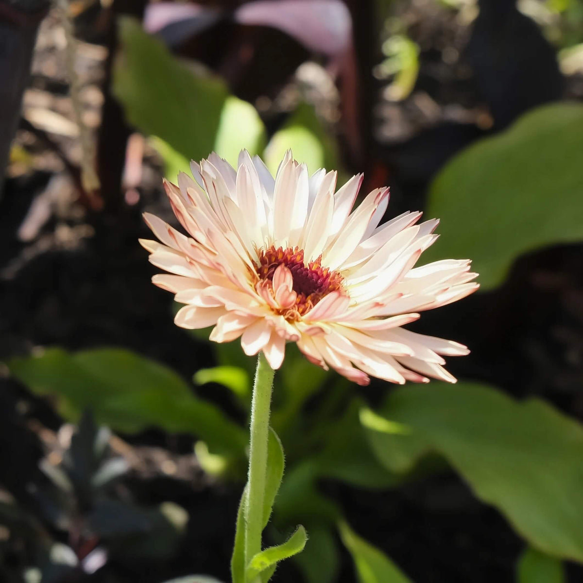 Pink Heirloom Calendula Seeds - Heirloom Flower Garden Seeds for Growing