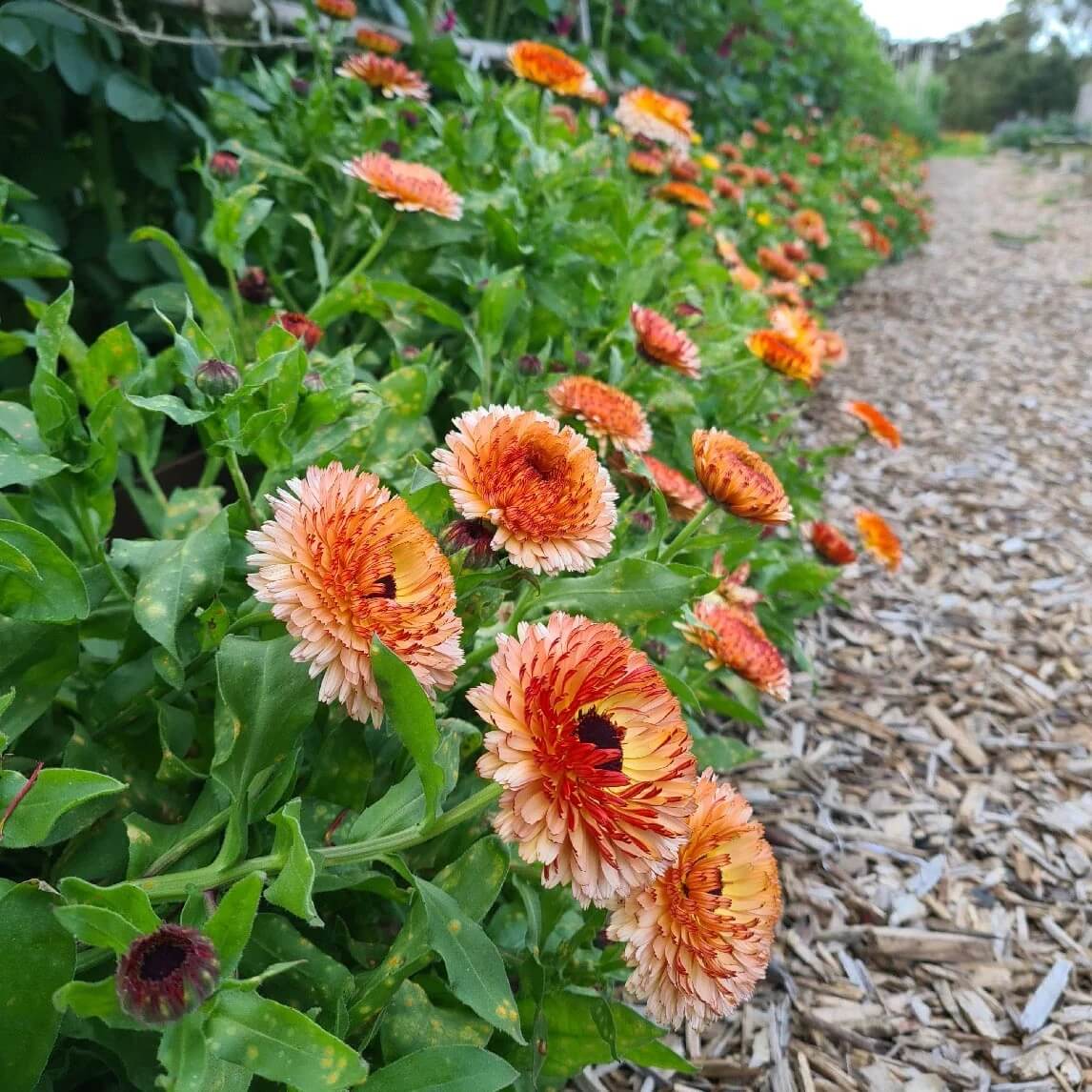 Pink Heirloom Calendula Seeds - Heirloom Flower Garden Seeds for Growing
