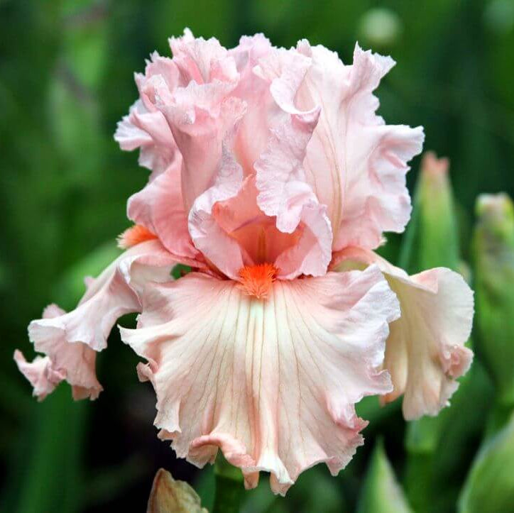 Pink Iris germanica Seeds - Heirloom Flower Garden Seeds for Growing