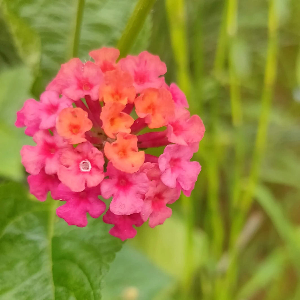 Pink Lantana Seeds - Heirloom Flower Garden Seeds for Growing
