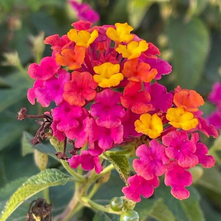Pink Lantana Seeds - Heirloom Flower Garden Seeds for Growing