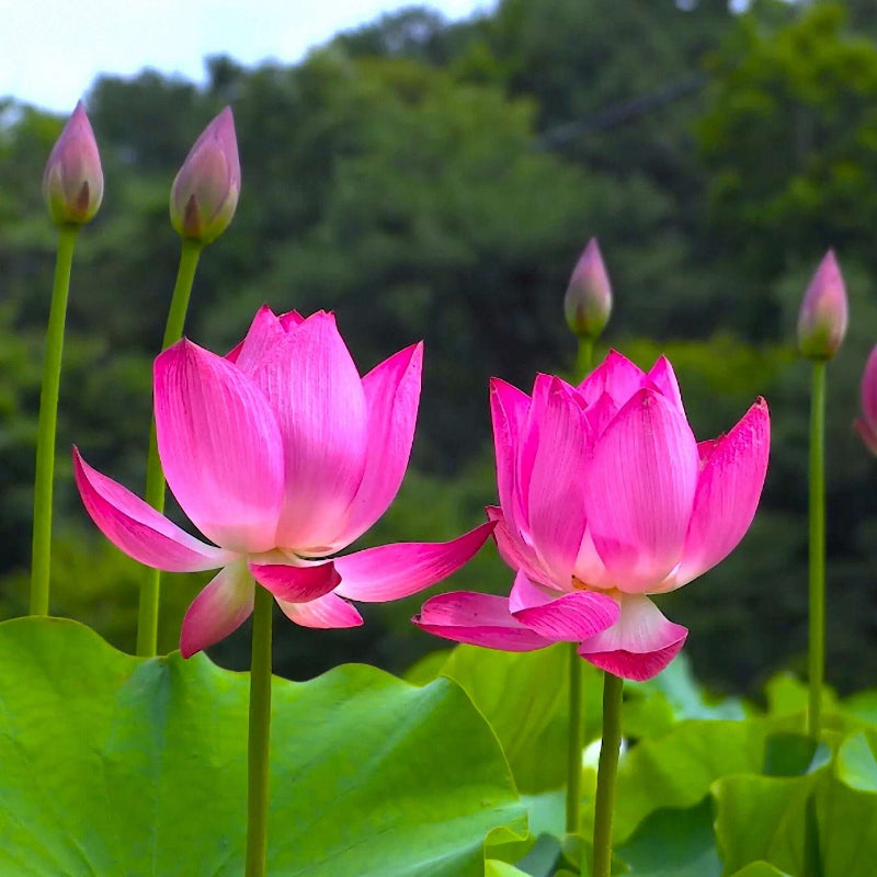 Pink Lotus Seeds - Heirloom Flower Garden Seeds for Growing