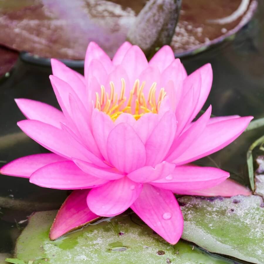 Pink Lotus Seeds - Heirloom Flower Garden Seeds for Growing