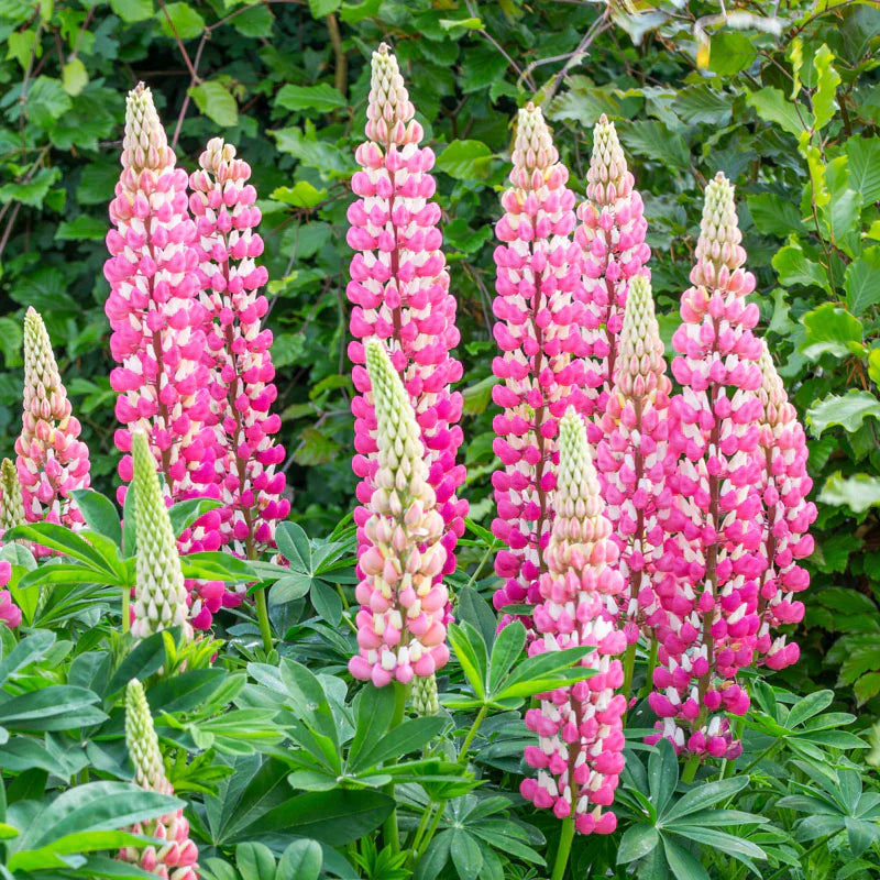Pink Lupine Seeds - Heirloom Flower Garden Seeds for Growing