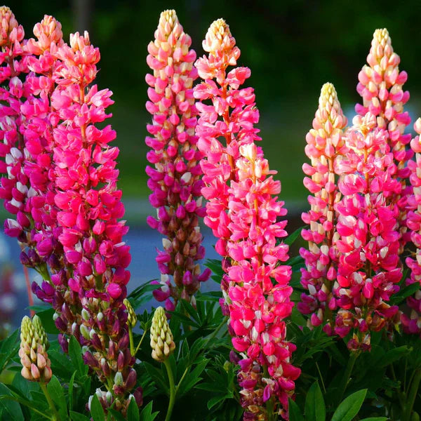 Pink Lupine Seeds - Heirloom Flower Garden Seeds for Growing