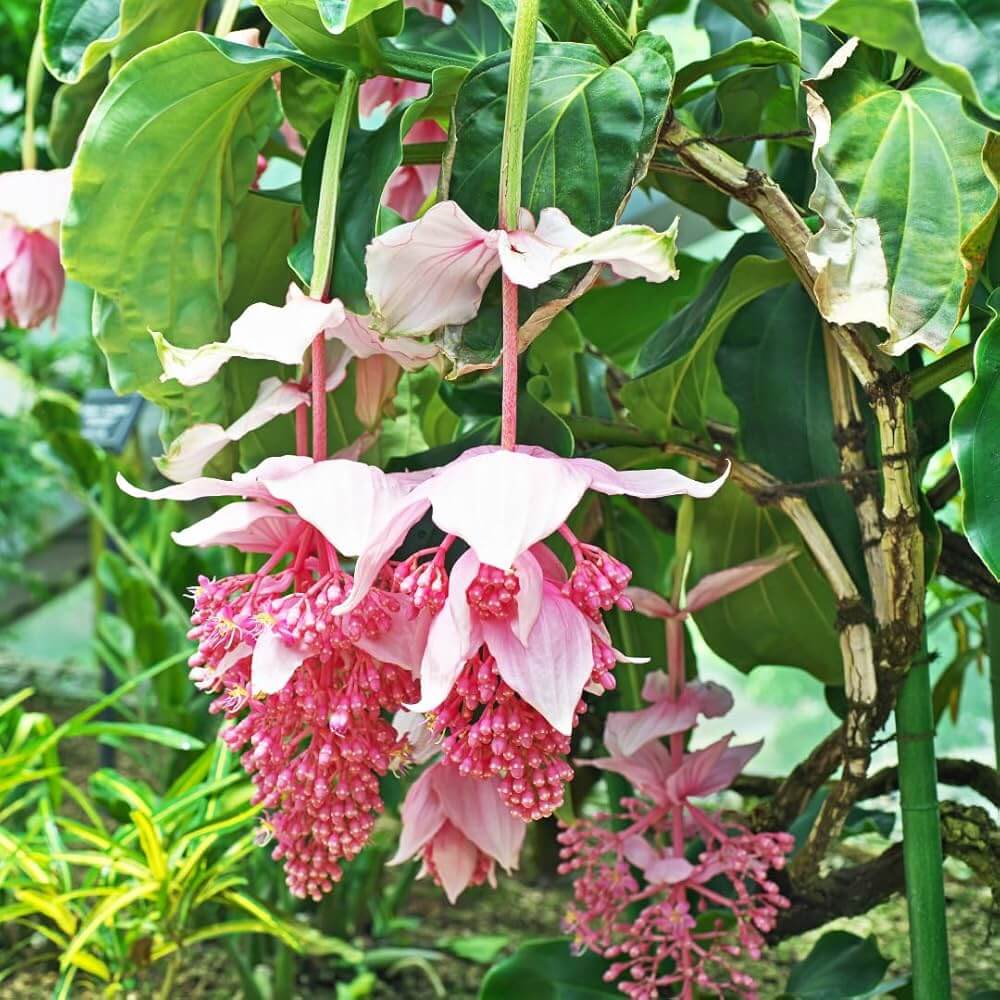 Pink Medinilla Magnifica Seeds - Heirloom Flower Garden Seeds for Growing