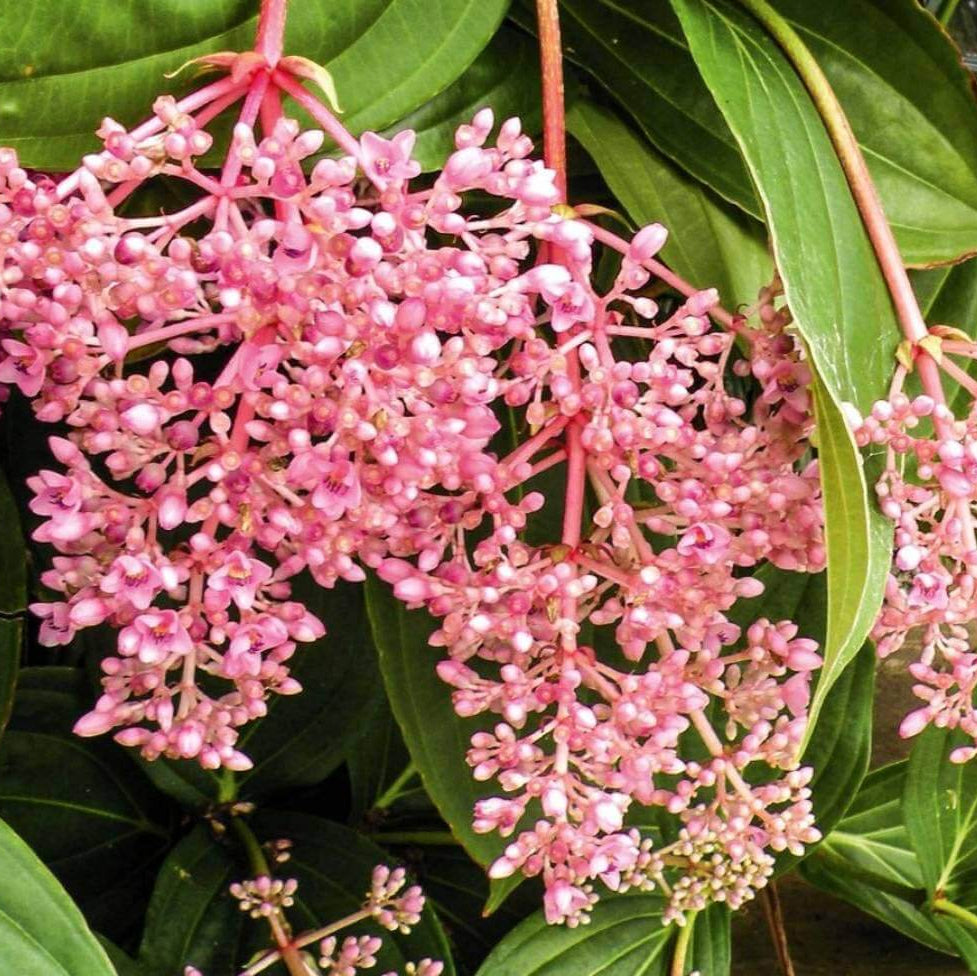 Pink Medinilla Magnifica Seeds - Heirloom Flower Garden Seeds for Growing