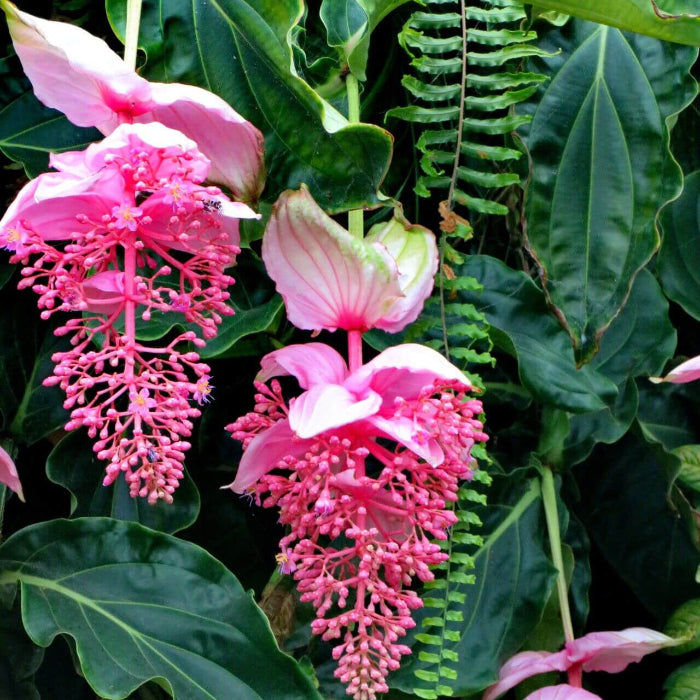 Pink Medinilla Magnifica Seeds - Heirloom Flower Garden Seeds for Growing