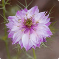 Pink Nigella damascena Seeds -  Heirloom Flower Garden Seeds for Growing