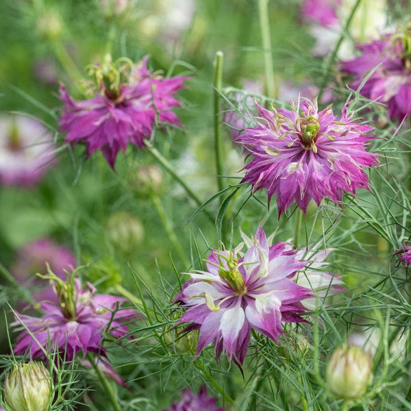 Pink Nigella damascena Seeds -  Heirloom Flower Garden Seeds for Growing