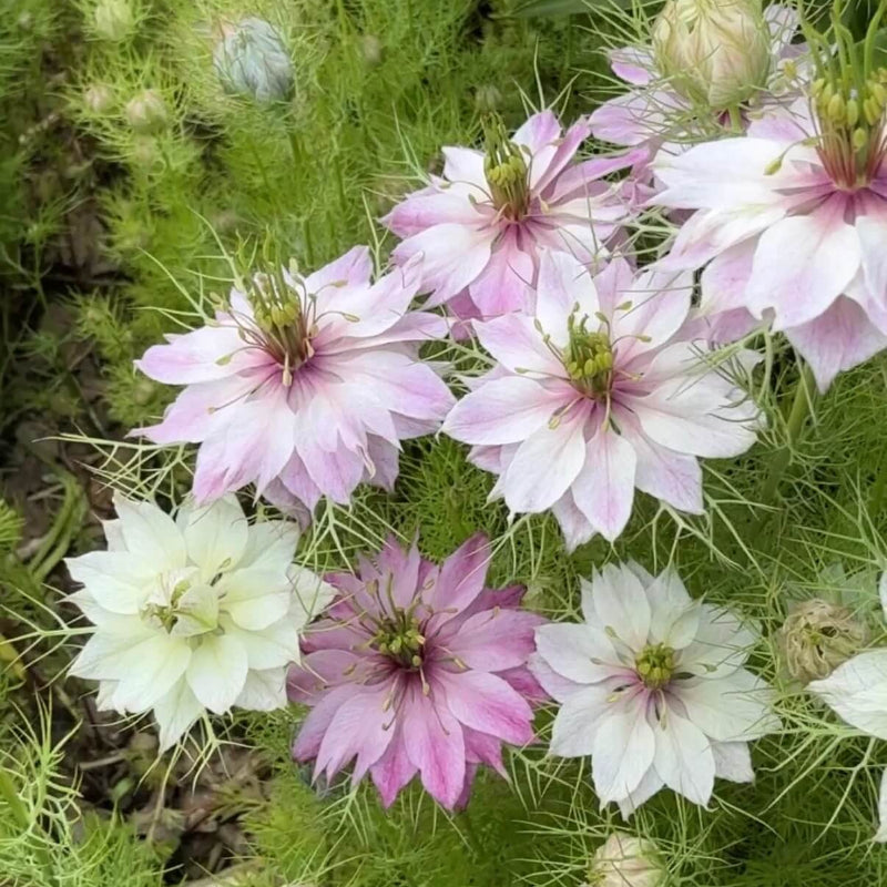 Pink Nigella damascena Seeds -  Heirloom Flower Garden Seeds for Growing