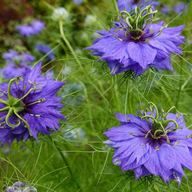 Pink Nigella damascena Seeds -  Heirloom Flower Garden Seeds for Growing