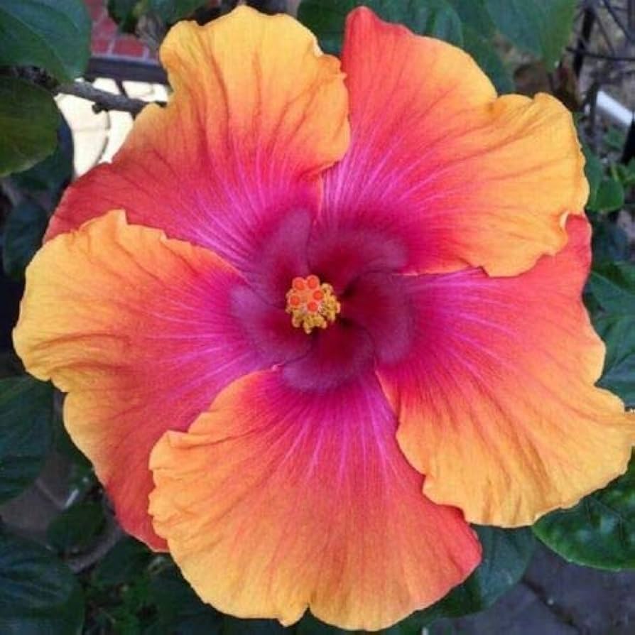 Pink Orange Hibiscus Seeds - Heirloom Flower Garden Seeds for Growing
