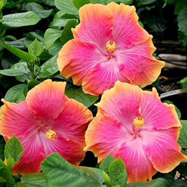Pink Orange Hibiscus Seeds - Heirloom Flower Garden Seeds for Growing