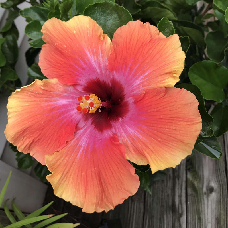 Pink Orange Hibiscus Seeds - Heirloom Flower Garden Seeds for Growing