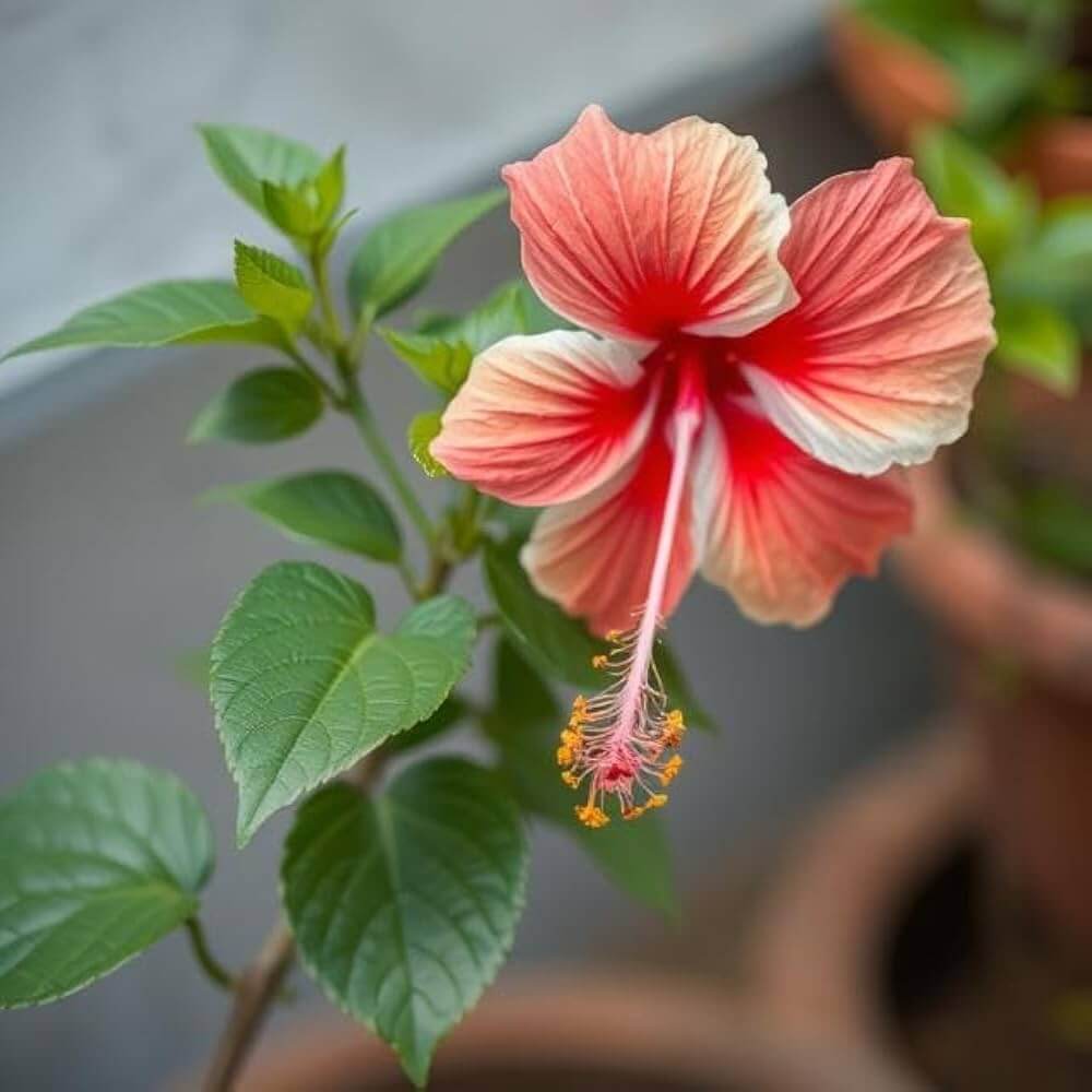 Pink Orange Hibiscus Seeds - Heirloom Flower Garden Seeds for Growing