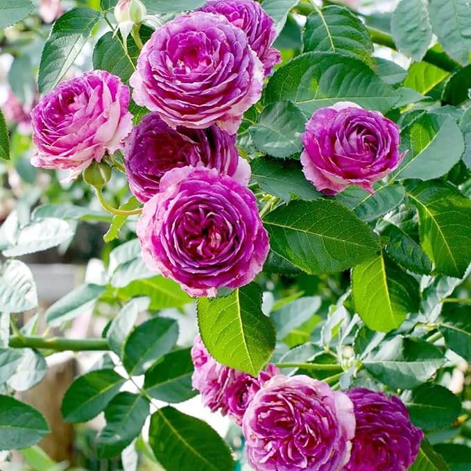 Pink Purple Climbing Rose Plant Seeds - Heirloom Flower Garden Seeds for Growing