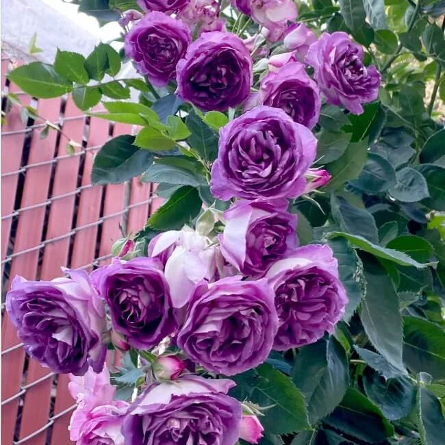 Pink Purple Climbing Rose Plant Seeds - Heirloom Flower Garden Seeds for Growing