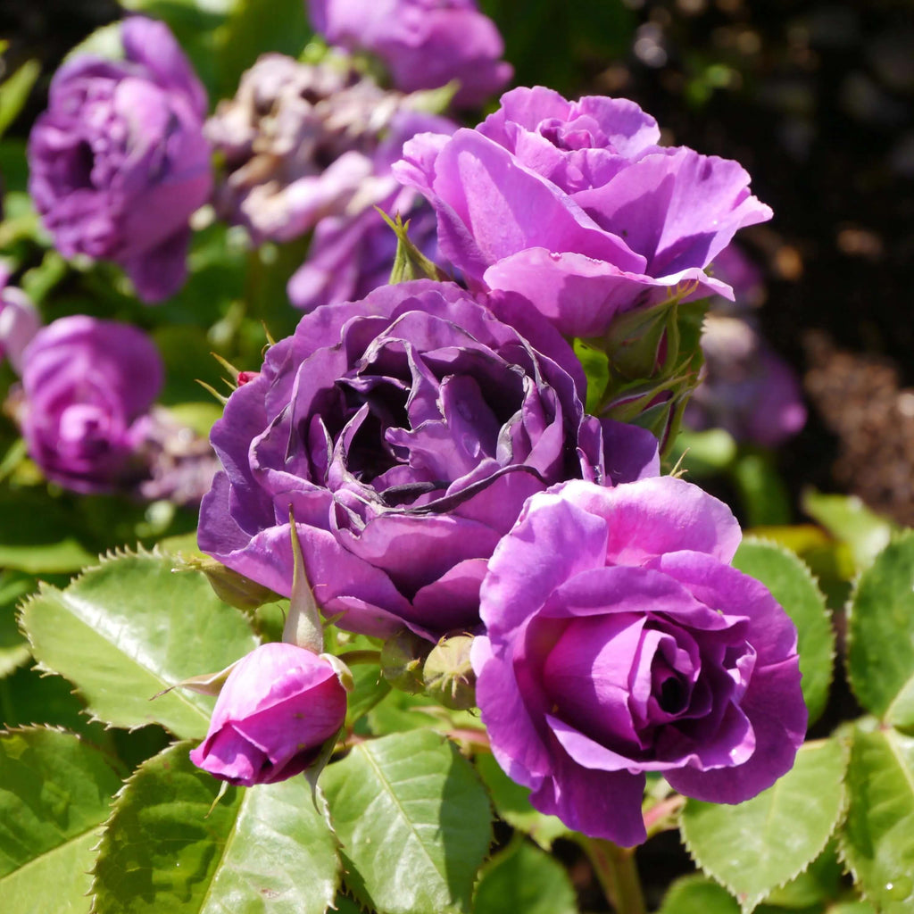 Pink Purple Climbing Rose Plant Seeds - Heirloom Flower Garden Seeds for Growing