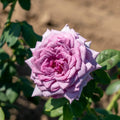 Pink Purple Climbing Rose Plant Seeds - Heirloom Flower Garden Seeds for Growing