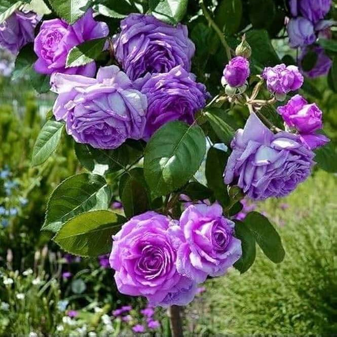 Pink Purple Climbing Rose Plant Seeds - Heirloom Flower Garden Seeds for Growing