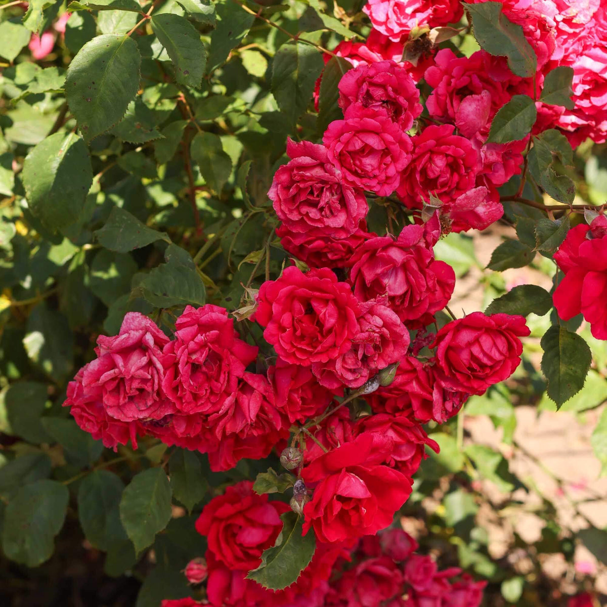 Pink Red Climbing Rose Flower Seeds - Heirloom Flower Garden Seeds for Growing