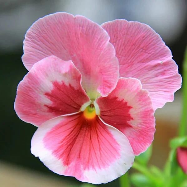 Pink Red Pansy Seeds - Heirloom Flower Garden Seeds for Growing