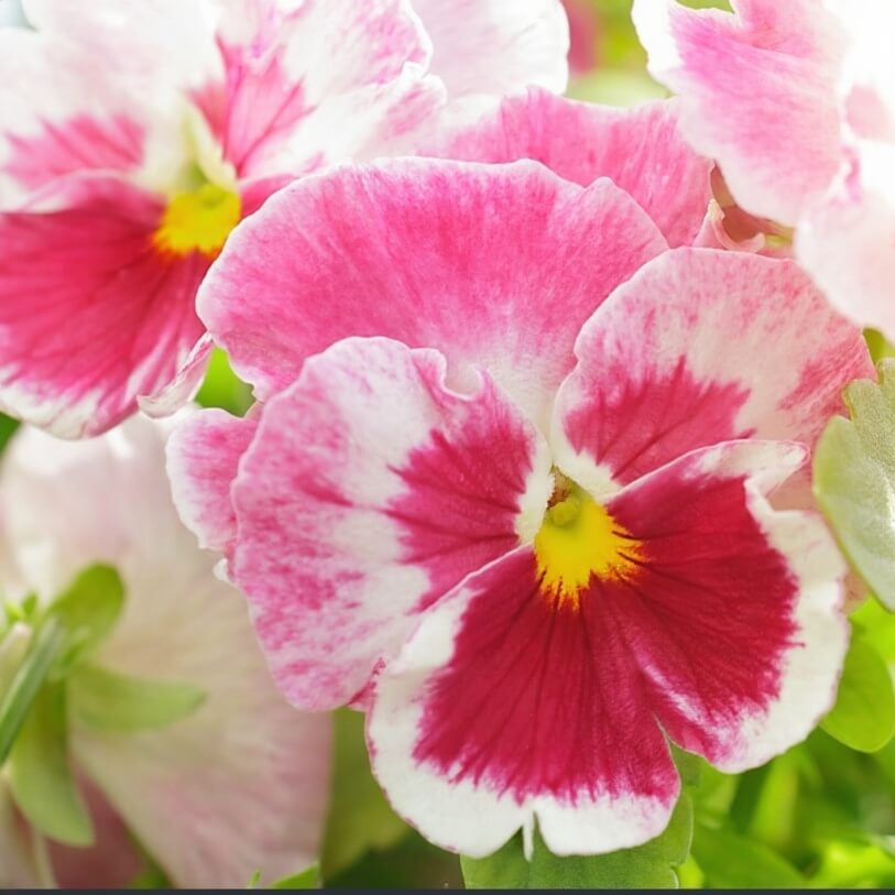 Pink Red Pansy Seeds - Heirloom Flower Garden Seeds for Growing