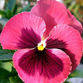 Pink Red Pansy Seeds - Heirloom Flower Garden Seeds for Growing