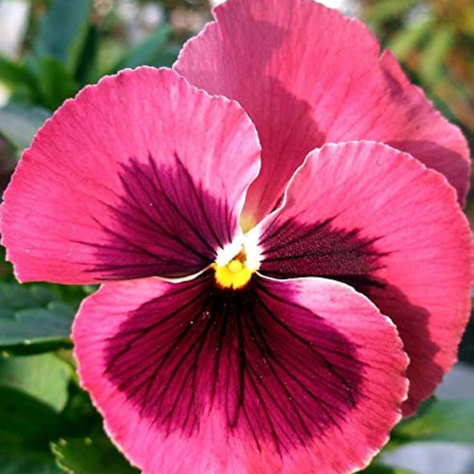 Pink Red Pansy Seeds - Heirloom Flower Garden Seeds for Growing