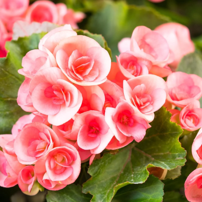 Pink Rieger Begonia Seeds - Heirloom Flower Garden Seeds for Growing