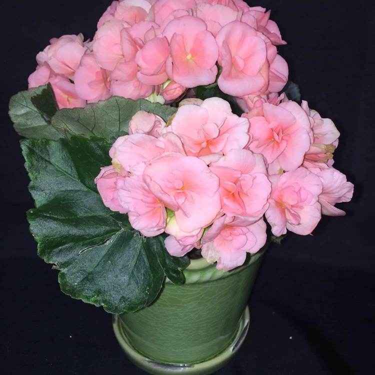 Pink Rieger Begonia Seeds - Heirloom Flower Garden Seeds for Growing