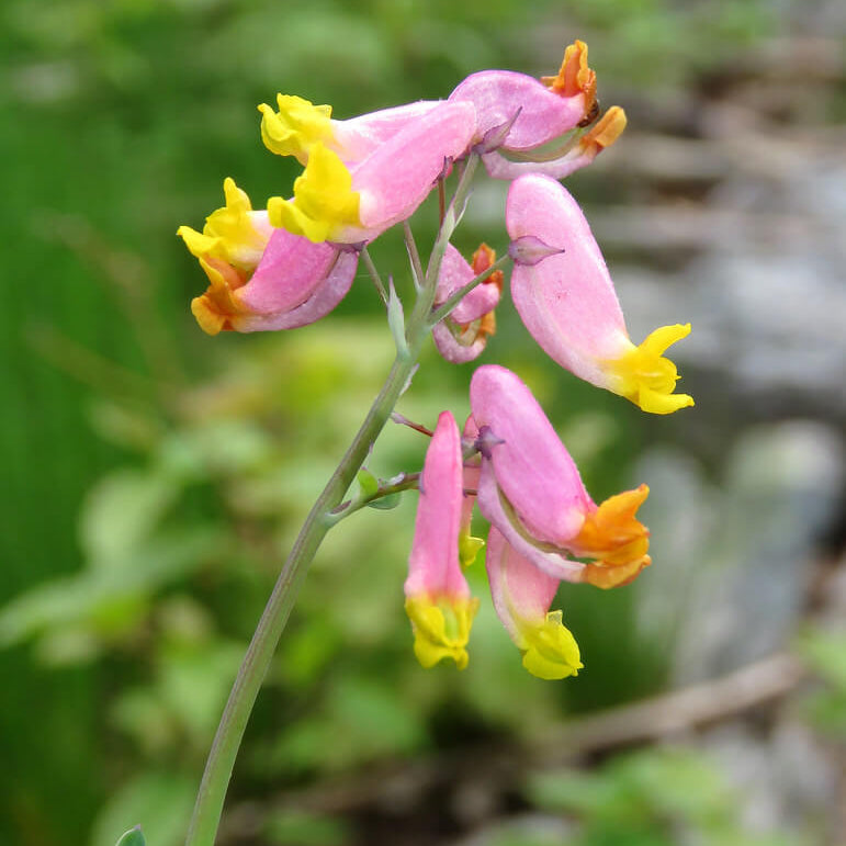 Pink Rock Harlequin Seeds - Heirloom Flower Garden Seeds for Growing