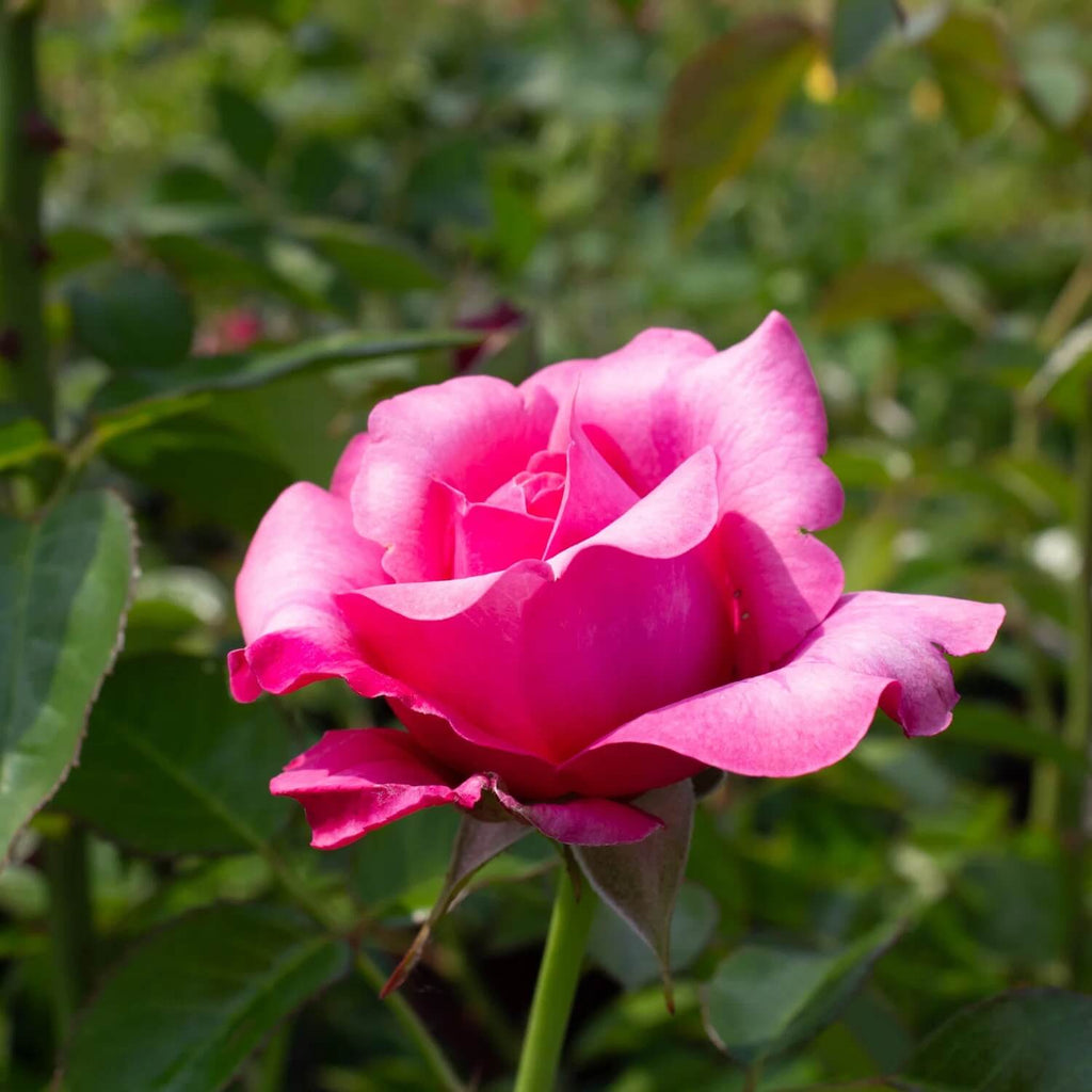 Pink Snow Rose Flower Seeds - Heirloom Flower Garden Seeds for Growing
