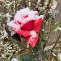 Pink Snow Rose Flower Seeds - Heirloom Flower Garden Seeds for Growing