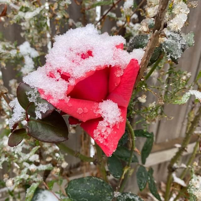 Pink Snow Rose Flower Seeds - Heirloom Flower Garden Seeds for Growing