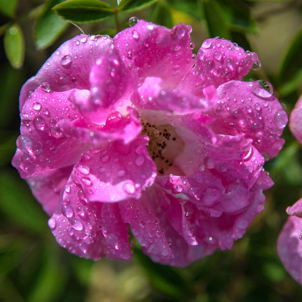 Pink Snow Rose Flower Seeds - Heirloom Flower Garden Seeds for Growing