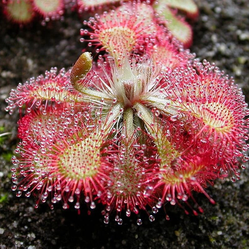Pink Sundew Seeds - Heirloom Flower Garden Seeds for Growing