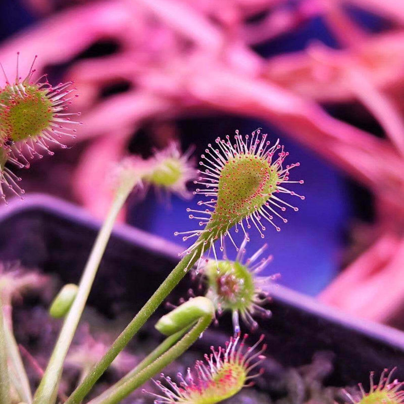 Pink Sundew Seeds - Heirloom Flower Garden Seeds for Growing
