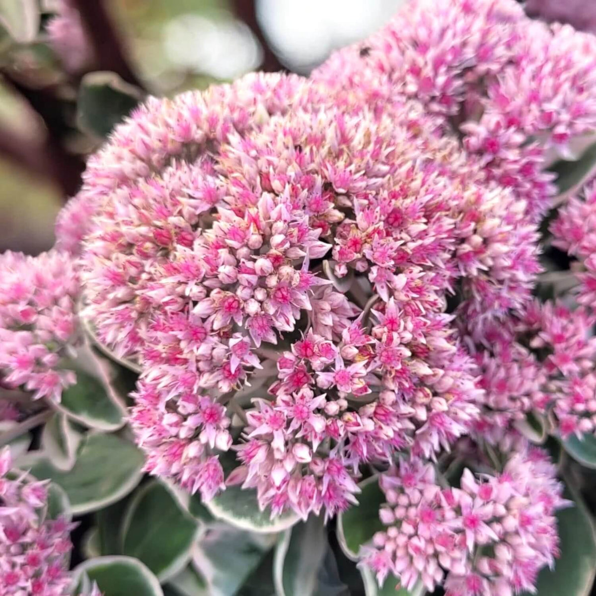 Pink Telephium Sedum Seeds - Heirloom Flower Garden Seeds for Growing